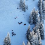 Rasterfahndung im Schnee